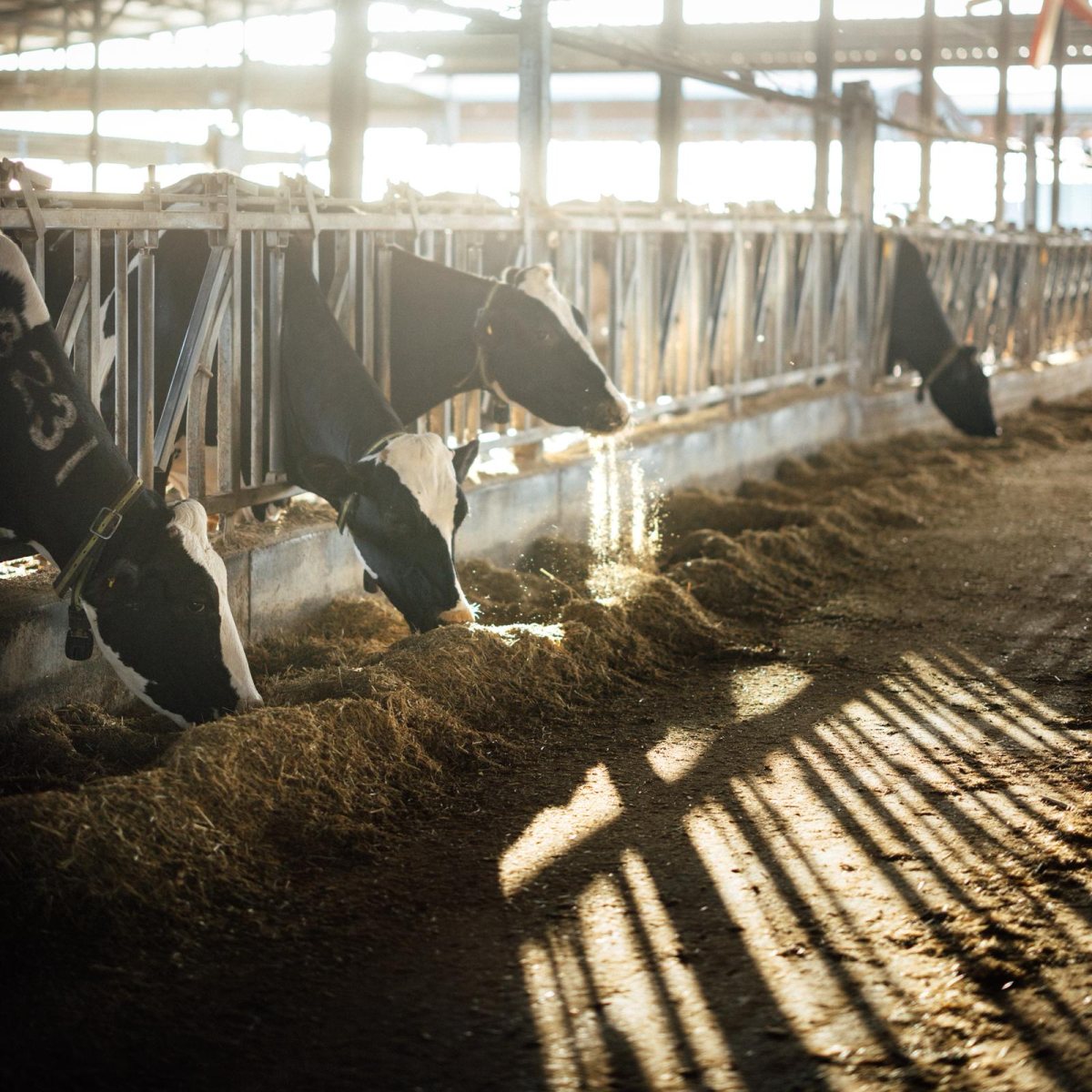 קרדיט- שחר יורמן