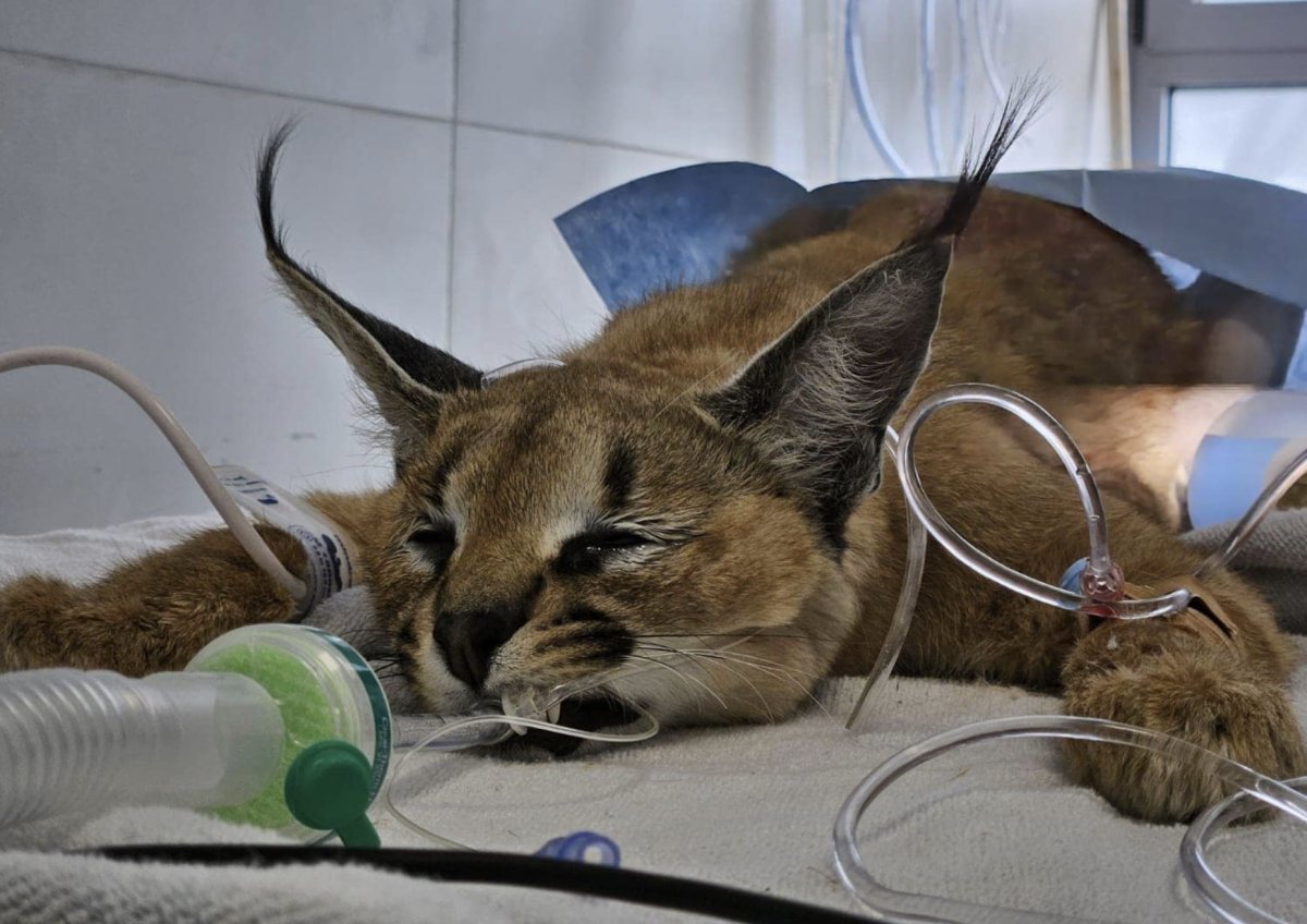 צילום: אורית שוסהיים