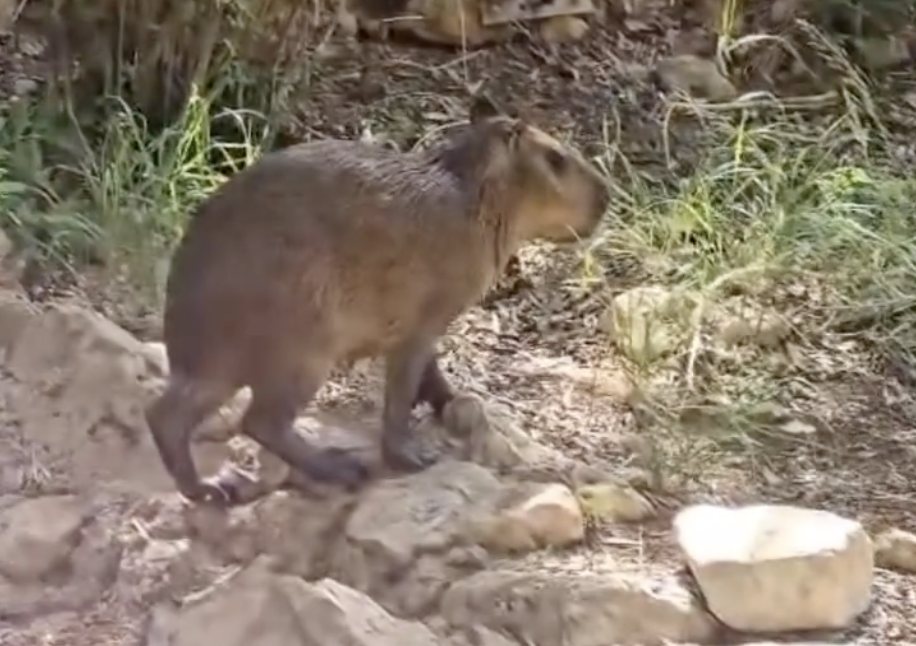 צילום: דוברות הספארי ברמת גן
