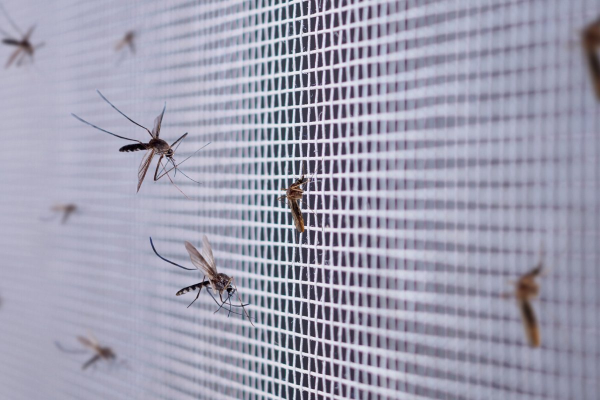 אילוסטרציה (canva)