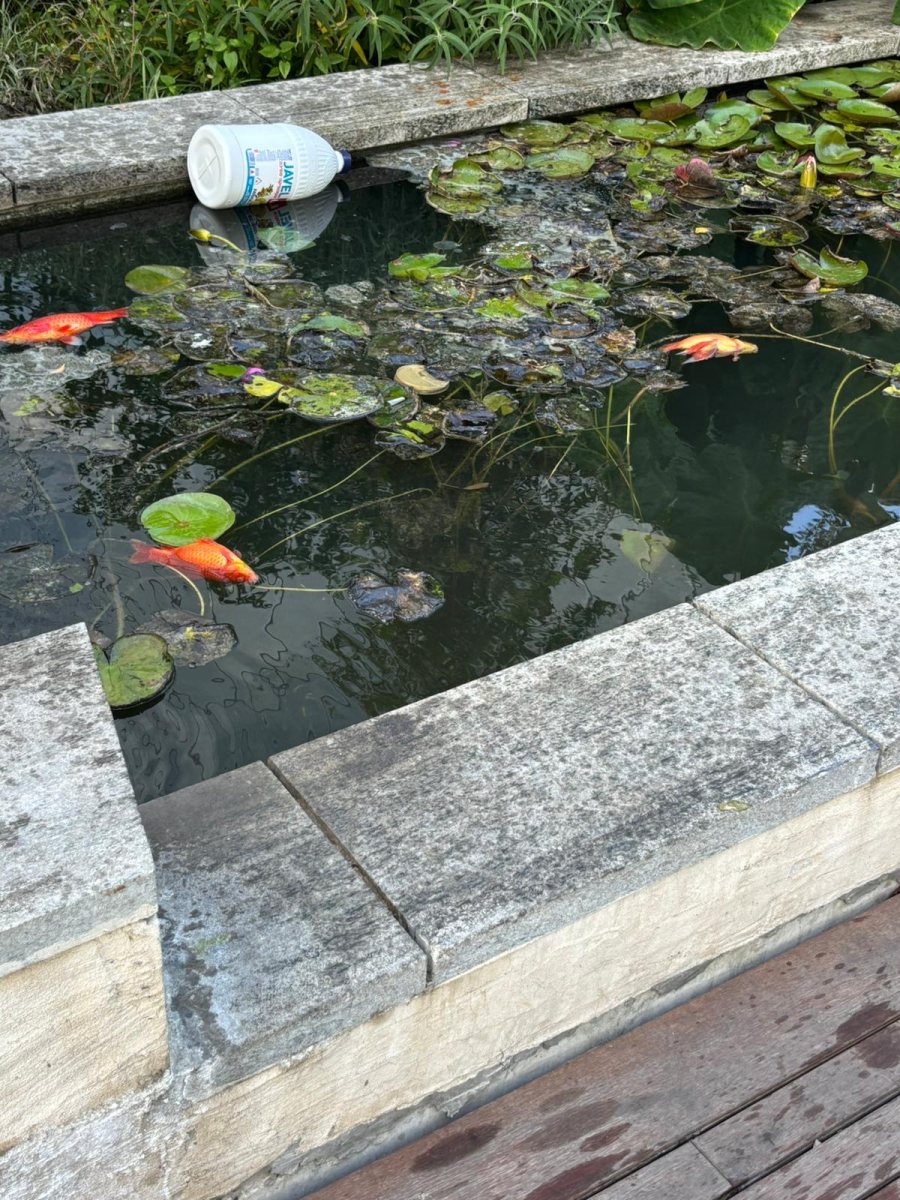 צילום: פרטי