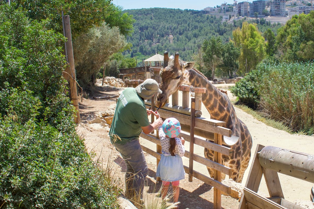 סיור אוכלי עשב בגן החיות התנכי צילום שמשון ביריג