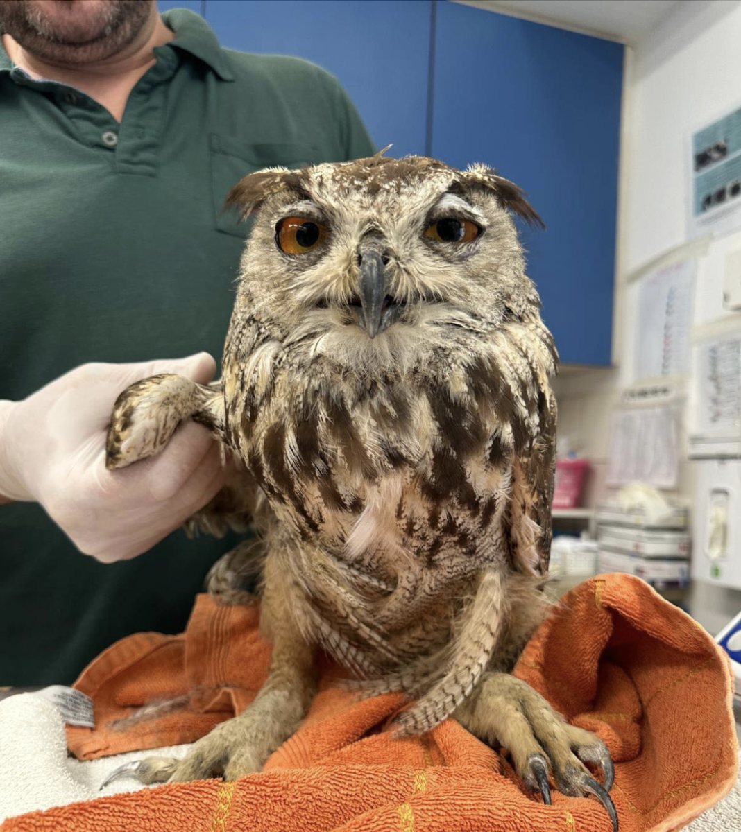 צילום: דיאנה עסאי