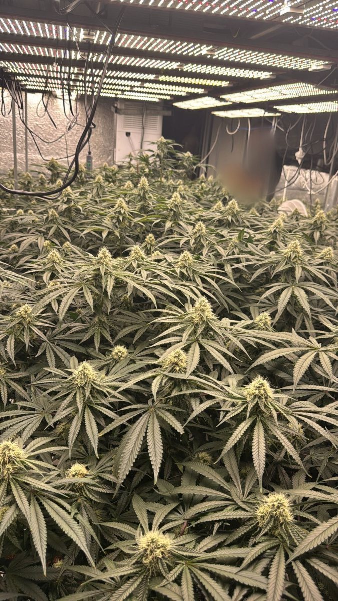 צילום: דוברות המשטרה