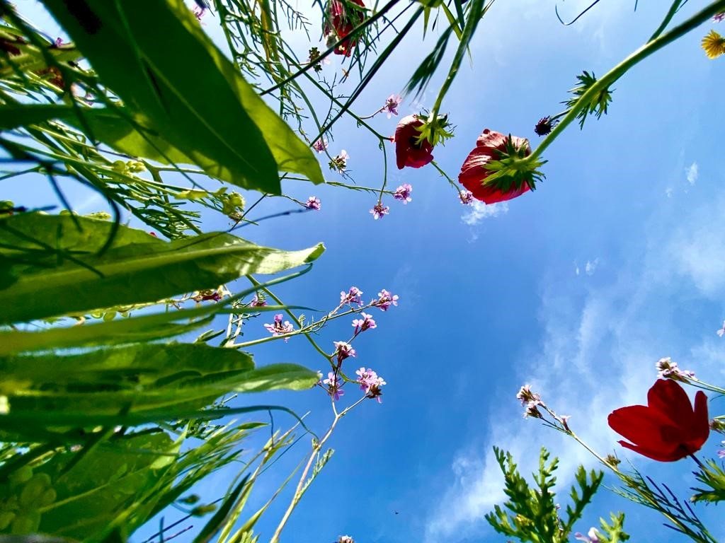 פריחה אביבית מזווית שונה בגן הלאומי הבשור פארק אשכול - גל ביסמוט רשות הטבע והגנים