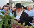 זריזין מקדימין: הצדיק האשדודי יצא לברך את האילנות