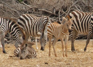 אודי שטיינוול, מתוך אתר פיקיויקי