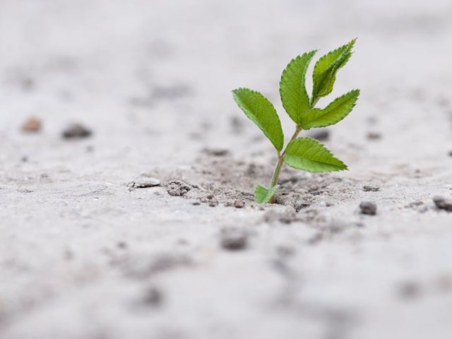אילוסטרציה (canva)